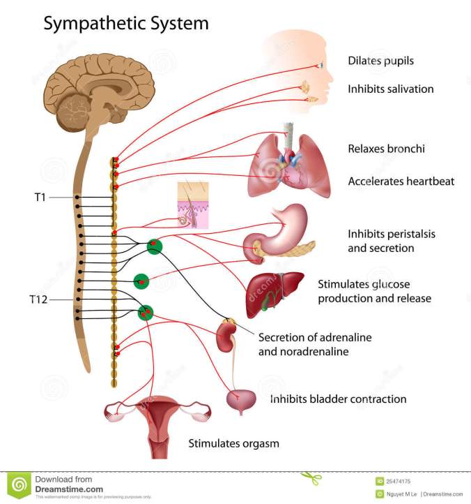 Sympathetic Nervous System